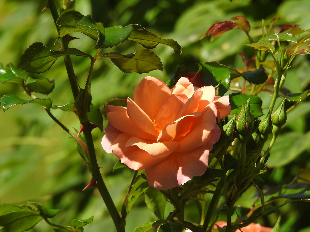 розы - ИННА ПОРОХОВА