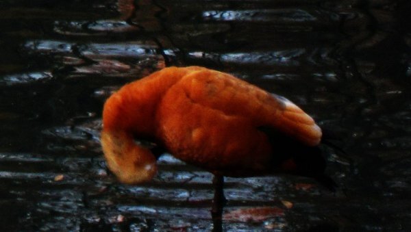 Почти фламинго) - Натали 