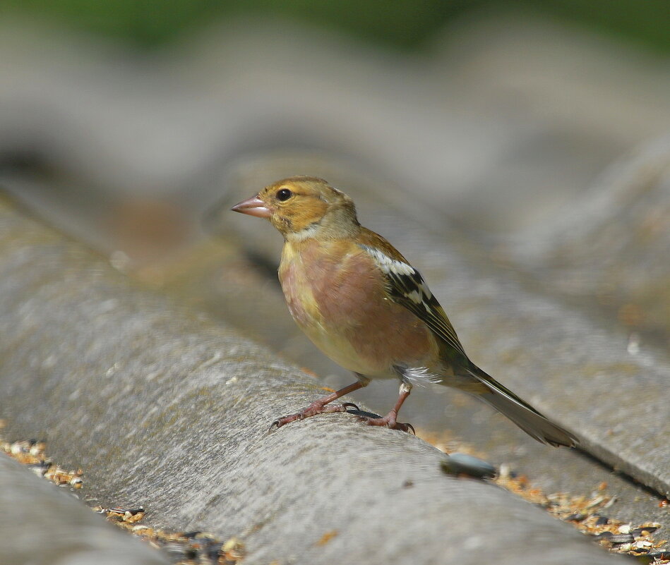 зяблик ( самочка ) - Andrey Bragin 