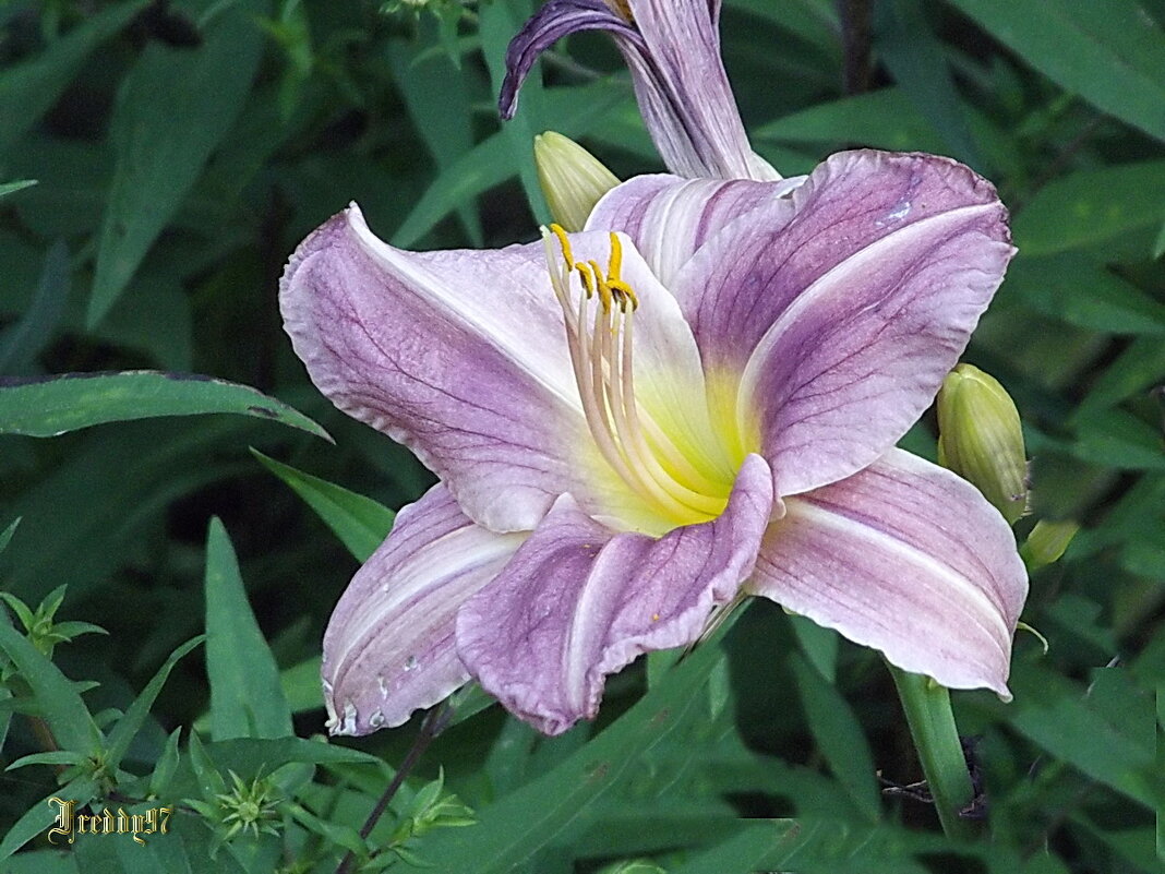 Скоротечен срок раскрытого бутона… - Freddy 97