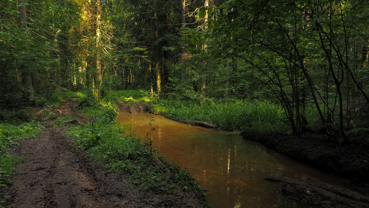 По Лесным Дорожкам - юрий поляков