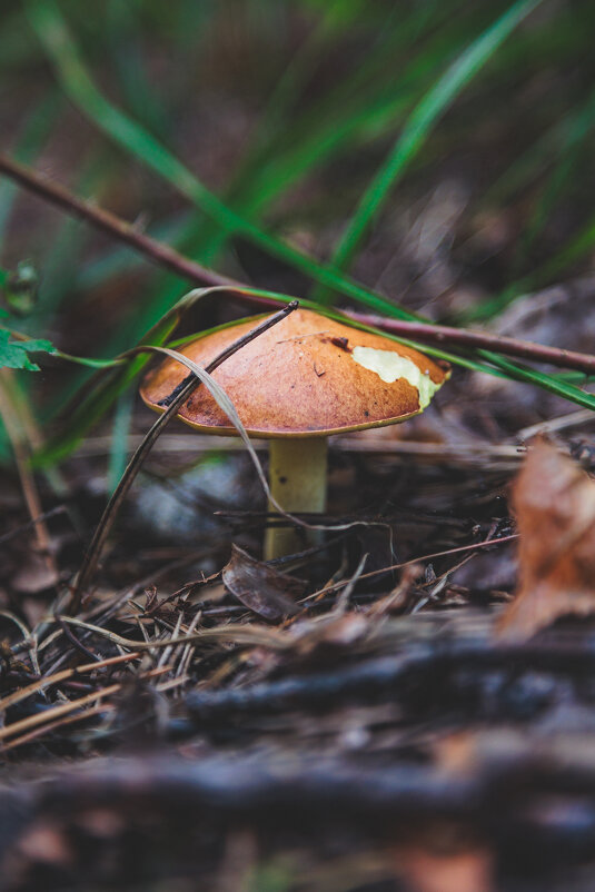 За грибами - Aleksey Zaikin