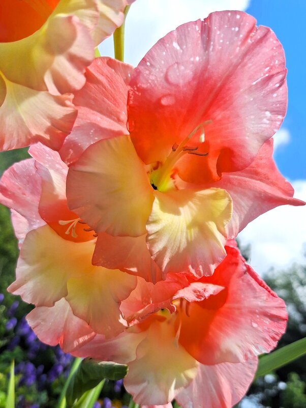 Гладиолус - Наталья 