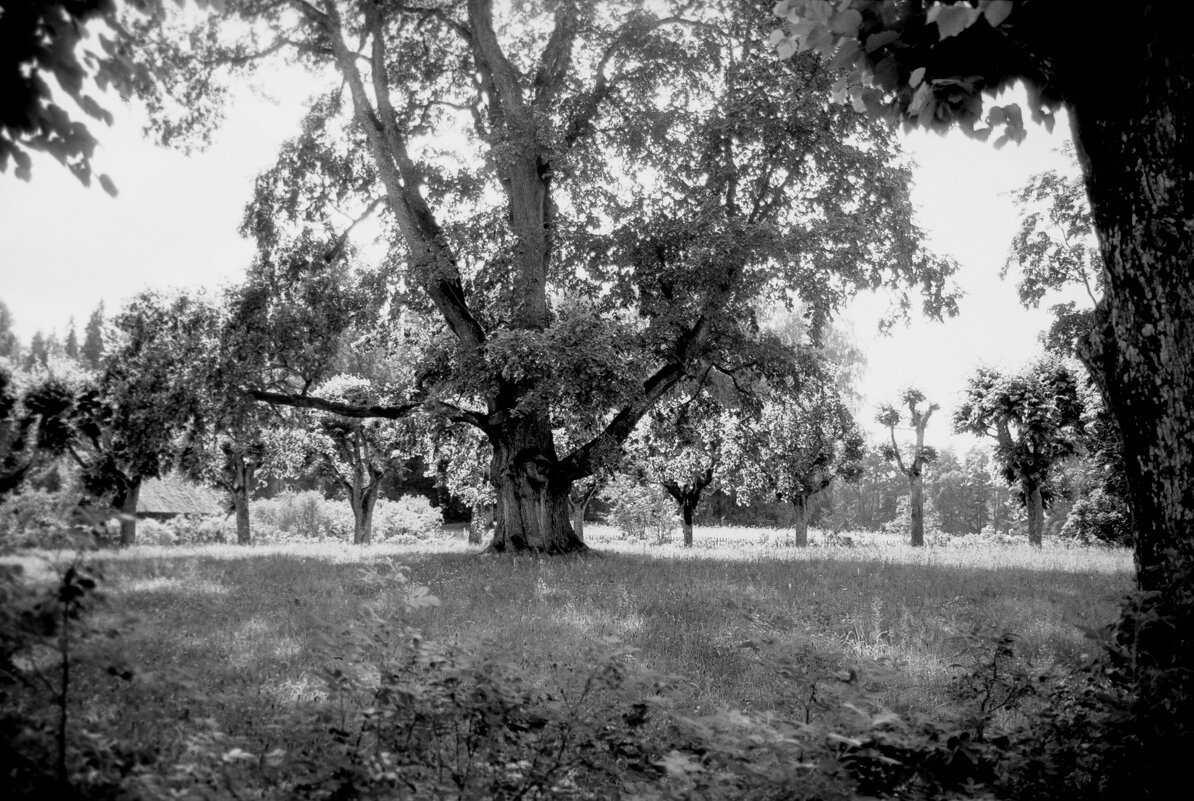 Знаменитый вяз на дерновом круге в Михайловском - Олег Зоркий Знаменитый вяз на дерновом круге в Михайловском - Олег Зоркий