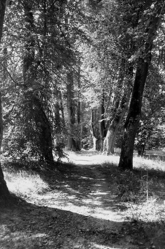 Аллея Анны Керн в Михайловском - Олег Зоркий