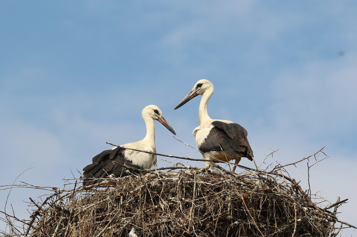 Парочка. - Александр Кондаков Парочка. - Александр Кондаков