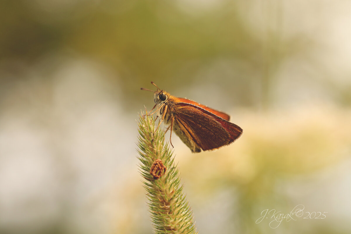 *** - Елена Kазак (selena1965)