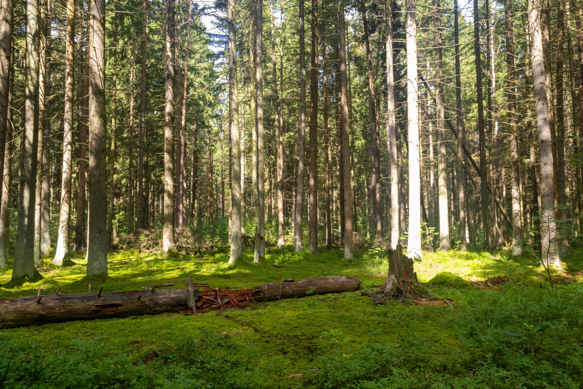 * - k-e-r-g-u-d-u DM