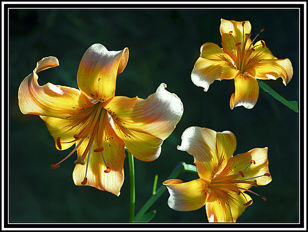 Цветочная триада - Владимир Кроливец