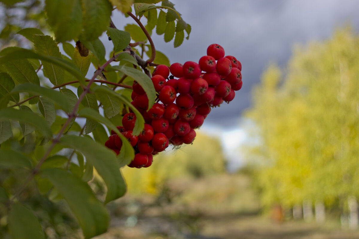 Рябина в октябре - Евгений 