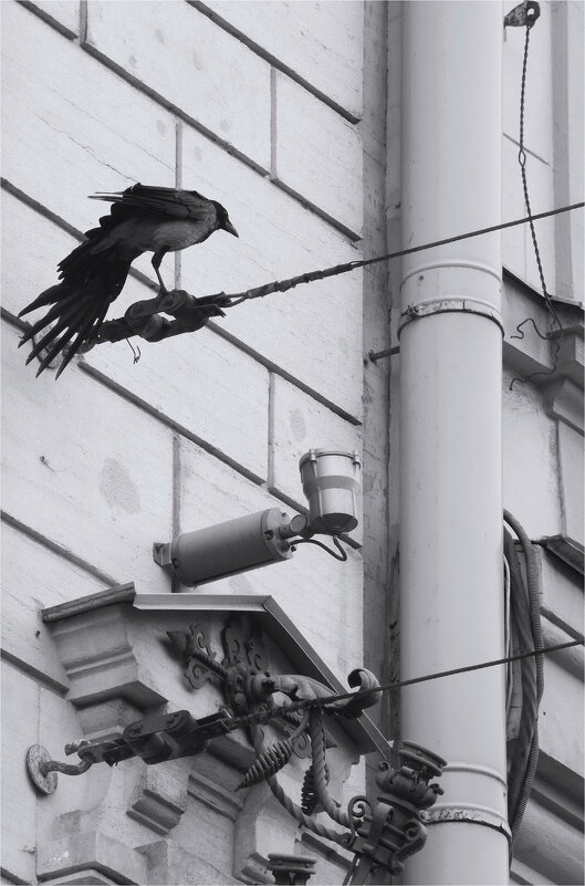 композиция с вороной на фасаде - sv.kaschuk 