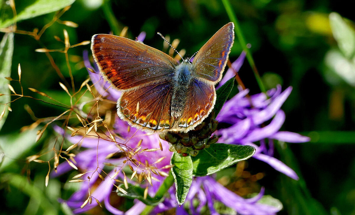 из снятого 1 августа 42 - Александр Прокудин