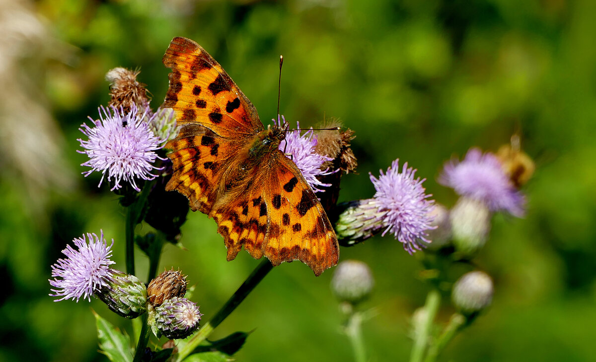 из снятого 1 августа 45 - Александр Прокудин из снятого 1 августа 45 - Александр Прокудин