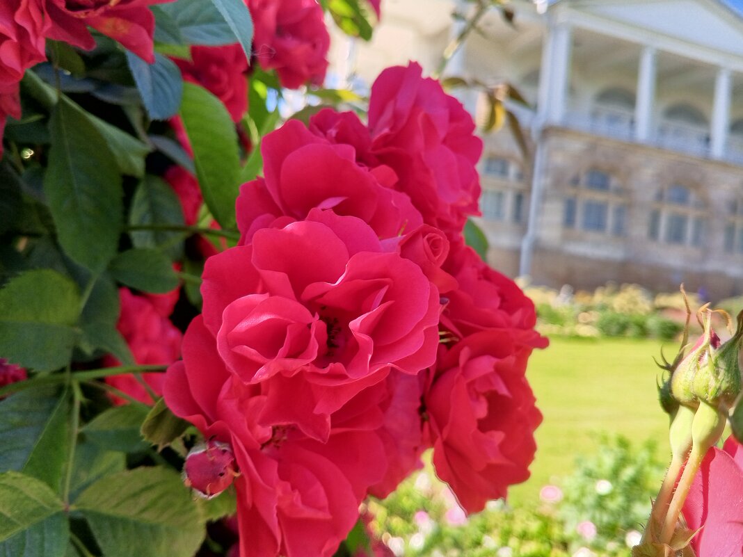 Розы - Сапсан 