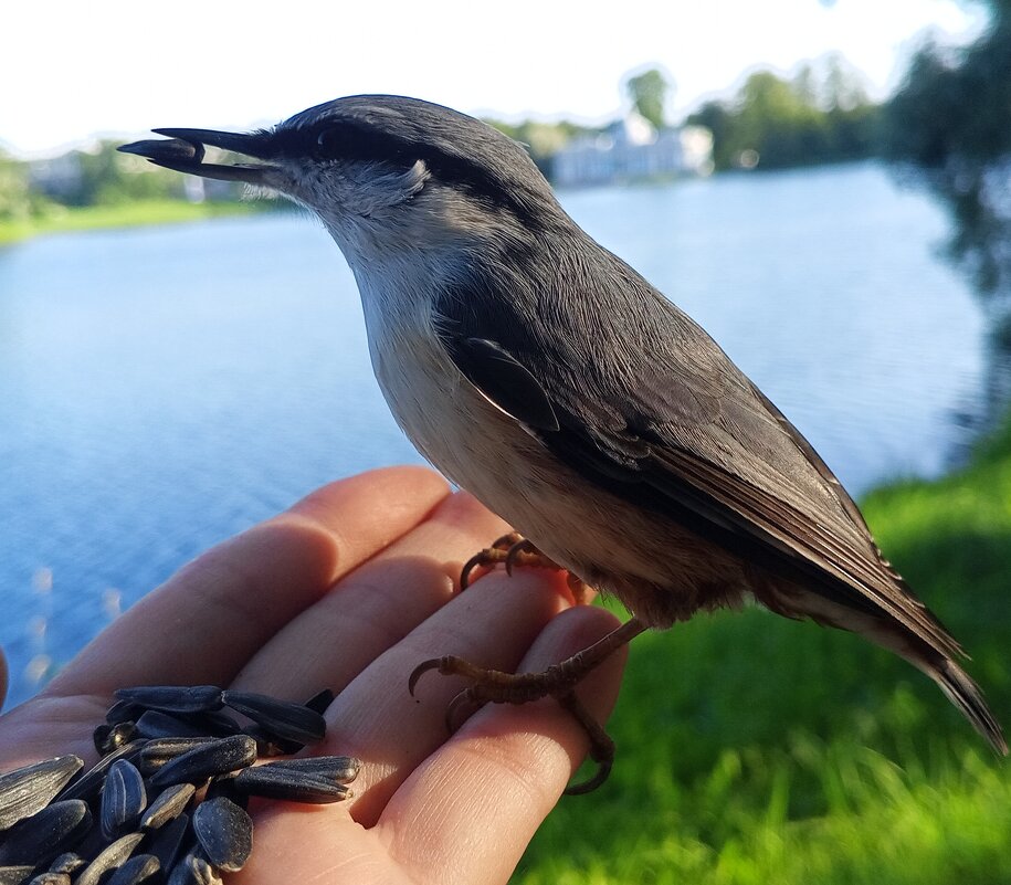 Поползень - Сапсан 