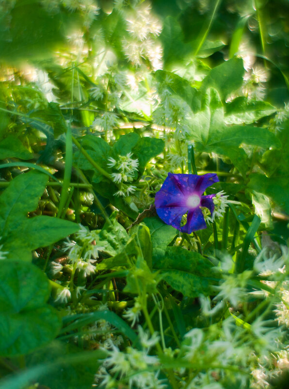 ... - василий 