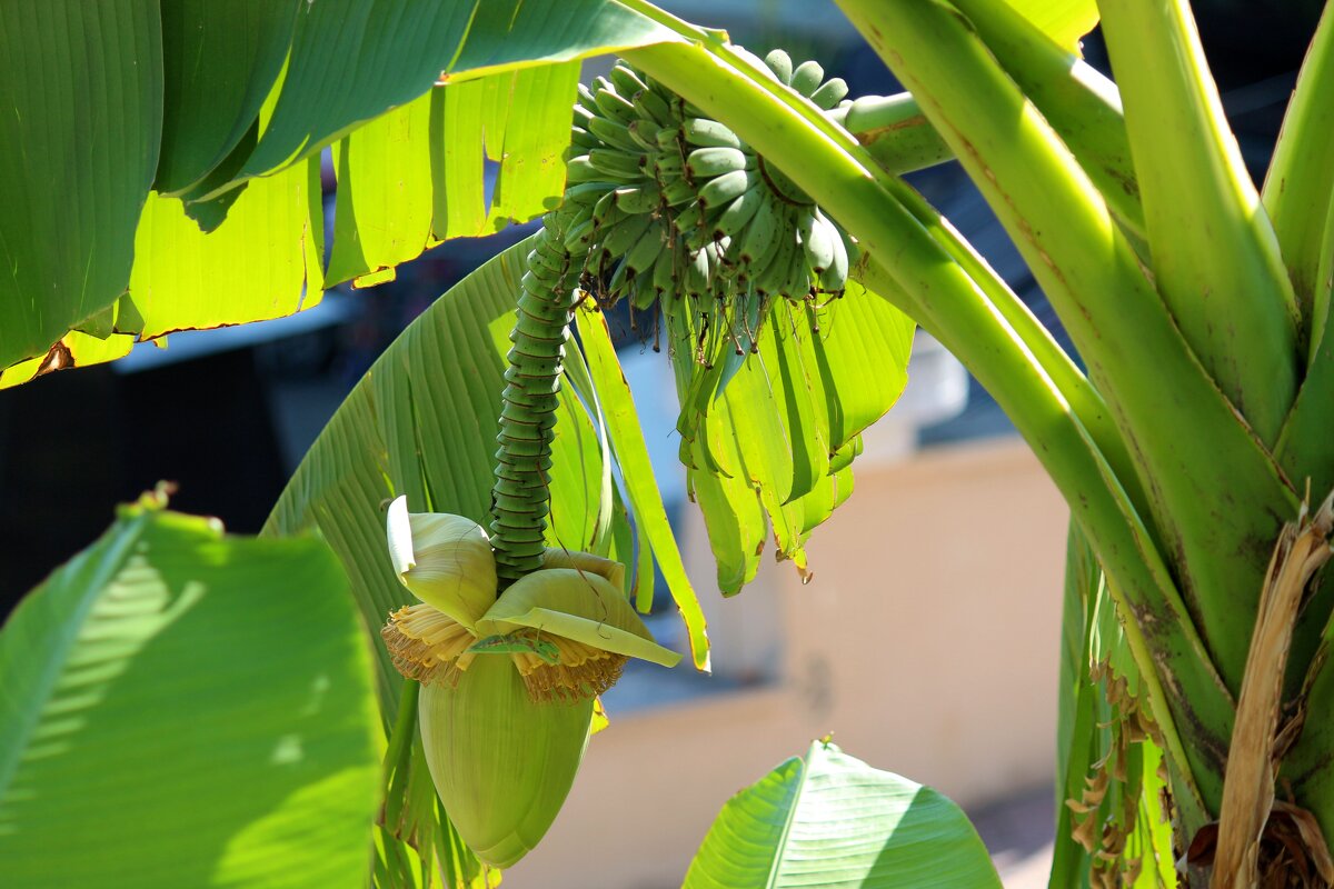 Банановая пальма - Андрей Л. В.