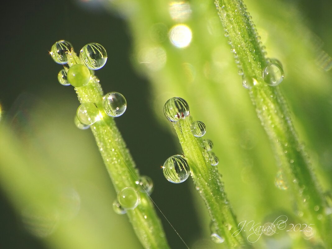 *** - Елена Kазак (selena1965)