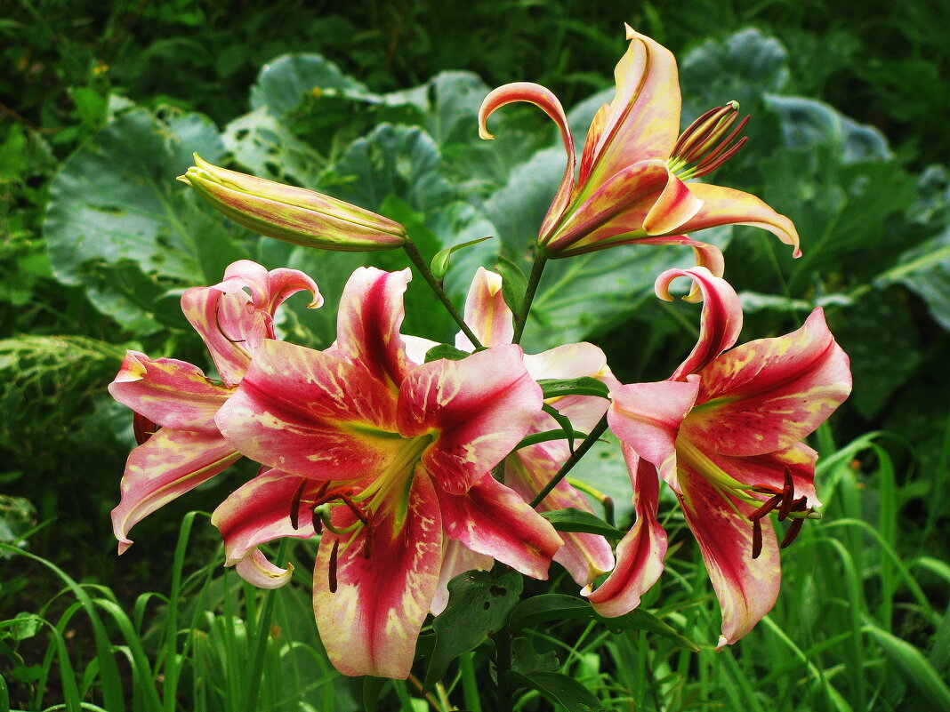 Во всей красе - Людмила Смородинская Во всей красе - Людмила Смородинская