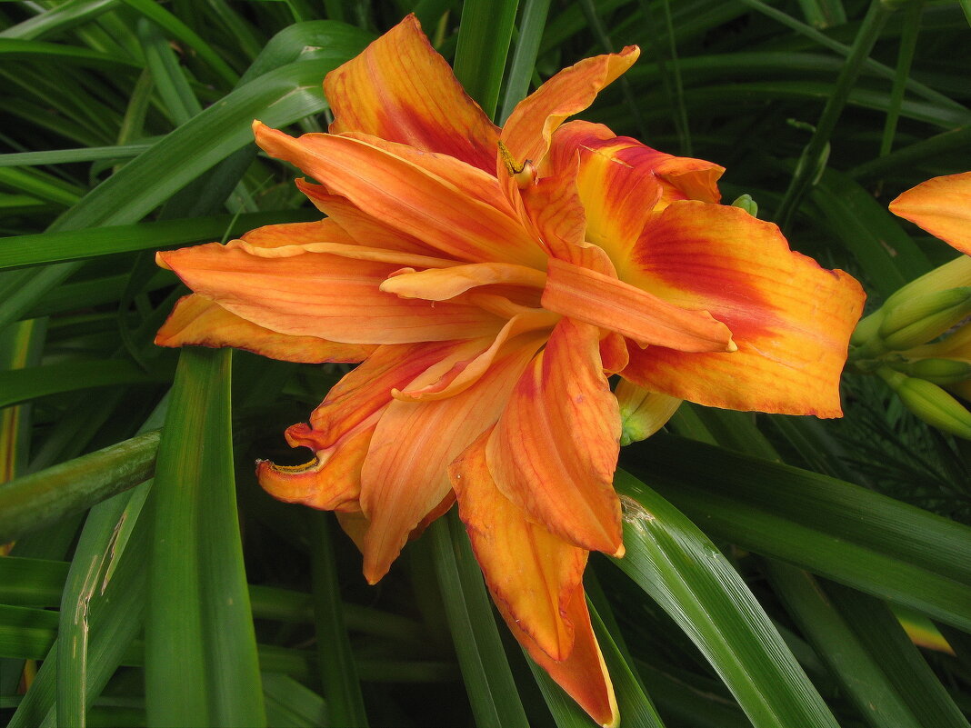 Махровый лилейник - Людмила Смородинская