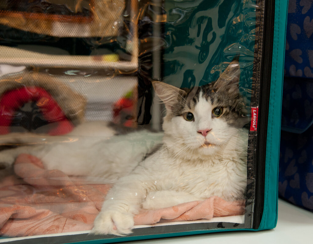 Выставка кошек - Андрей 