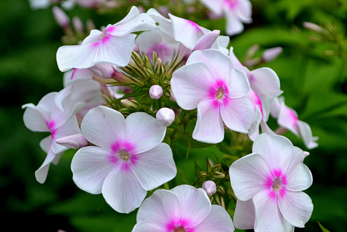 Август - для флоксов - Татьяна Лютаева