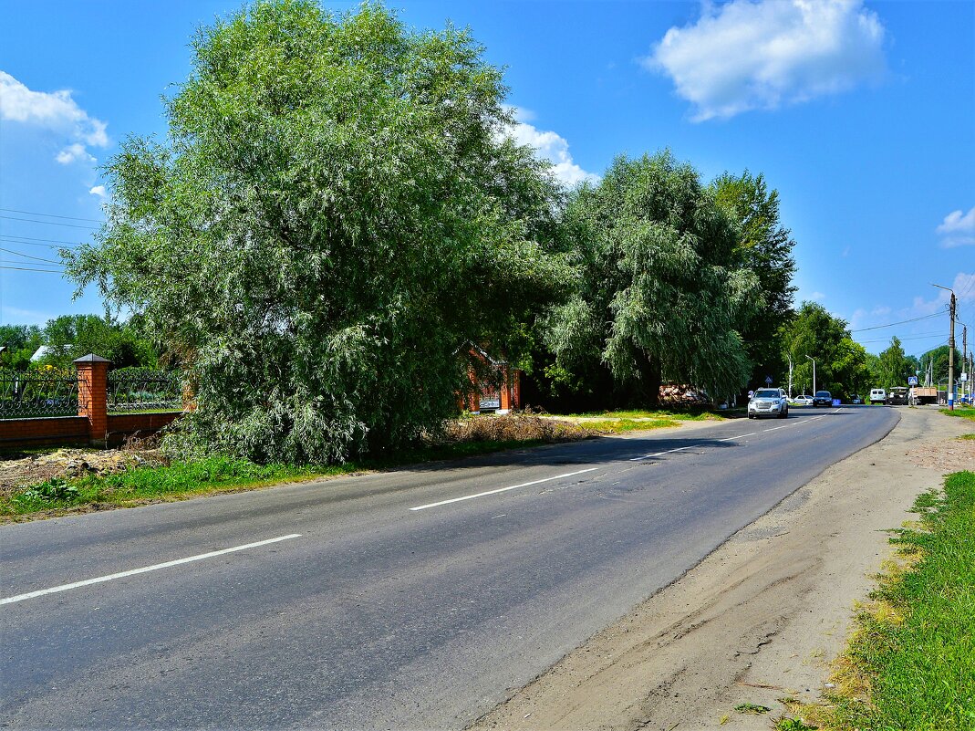 Алатырь. Ивы вдоль улицы Гагарина летом. - Пётр Чернега