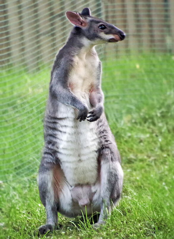 Кенгуру - Андроник Александр 