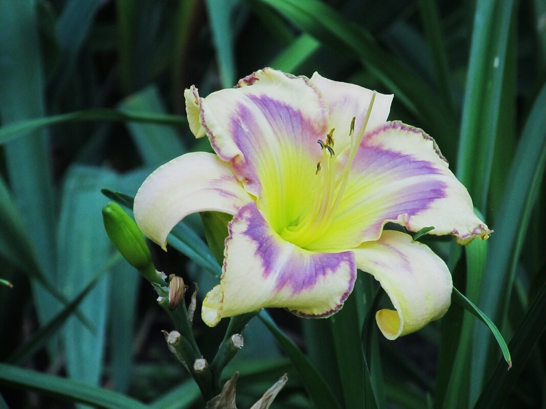 Ах, июнь ! - Елена Шаламова