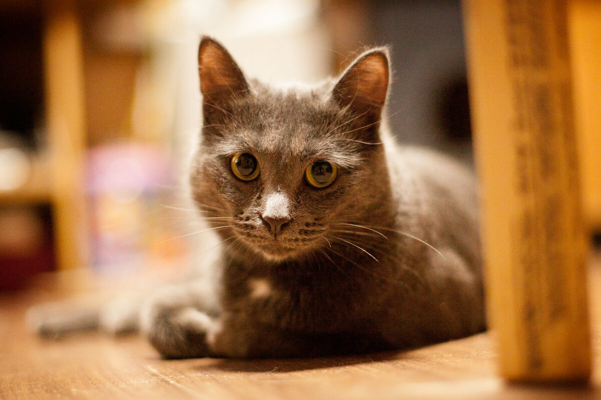 Кошка Нюша - Галина Муха