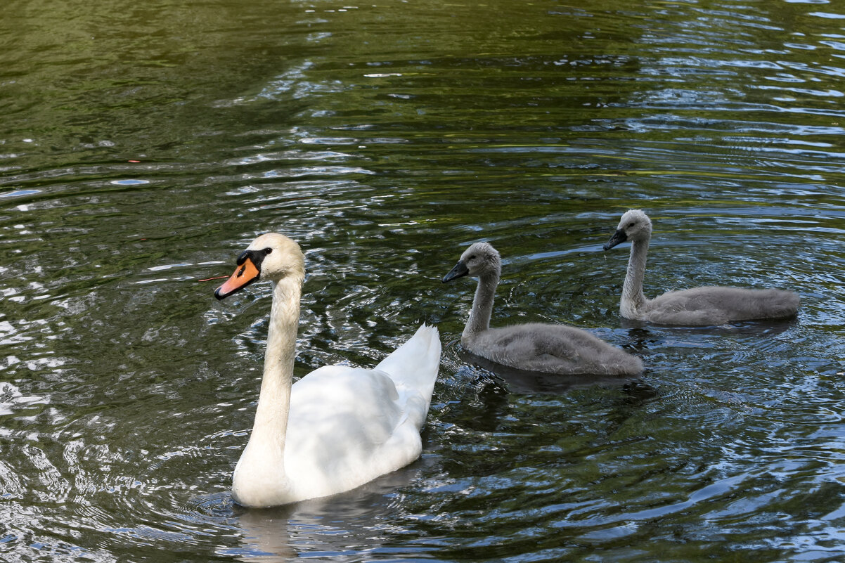 Москва. Сад будущего. Белый лебедь. - Наташа *****