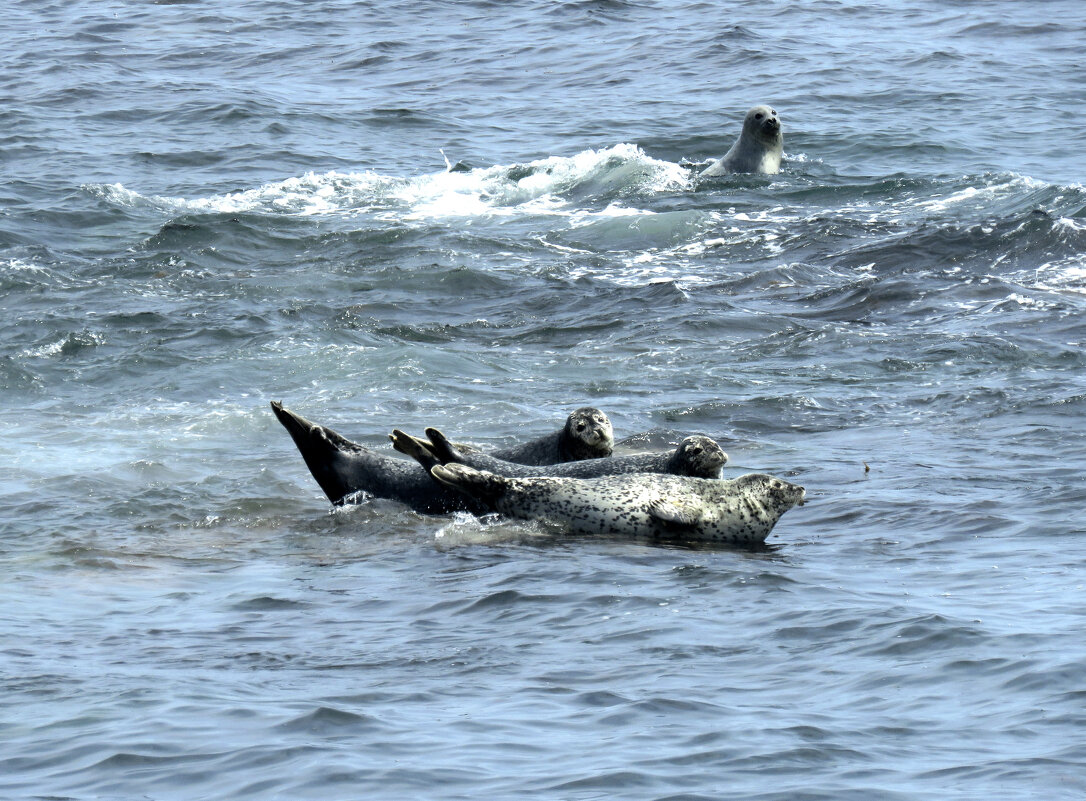 Нерпы на отдыхе - ИРЭН@ . Нерпы на отдыхе - ИРЭН@ .