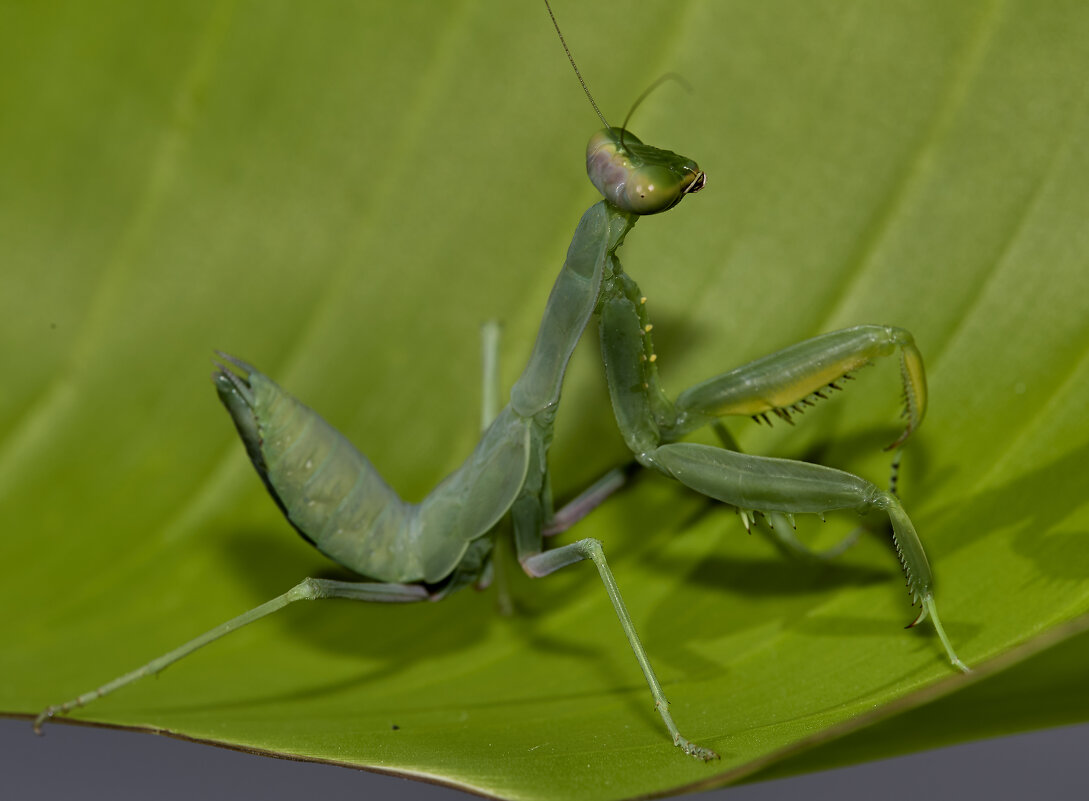 В засаде.. - Александр Посошенко В засаде.. - Александр Посошенко