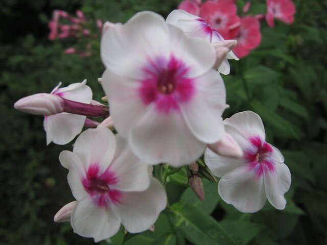 Флокс метельчатый Алёнушка - Дмитрий Никитин