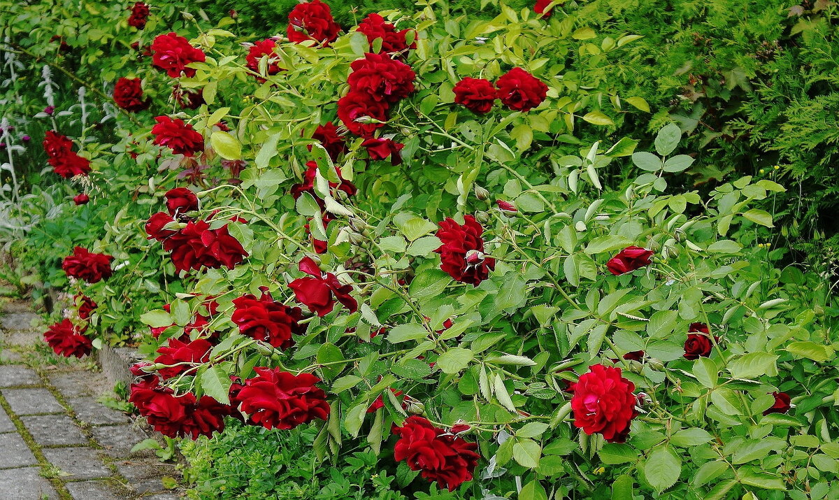 Розы - Рита Симонова