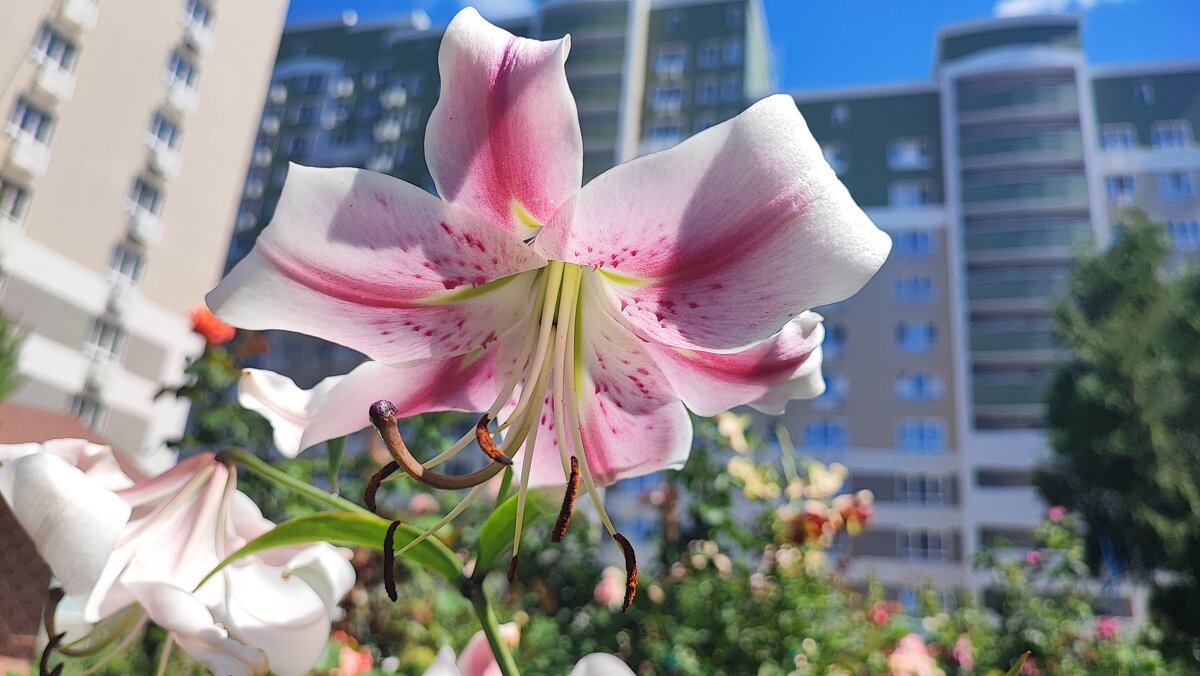 ,,, - Сергей Тимоновский