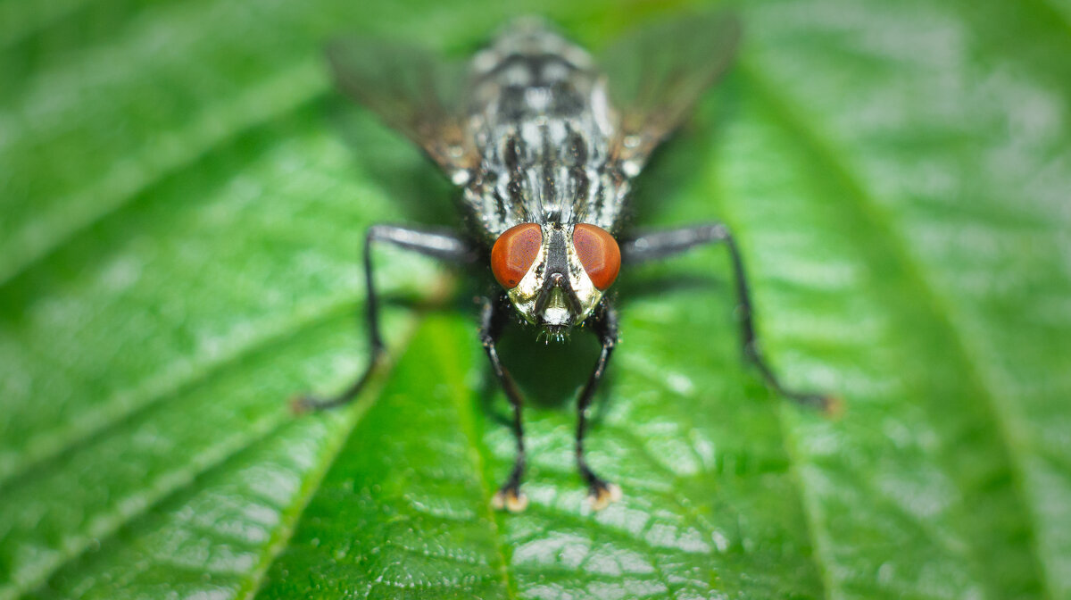 A fly on a leaf | 8 - Sergey Sonvar