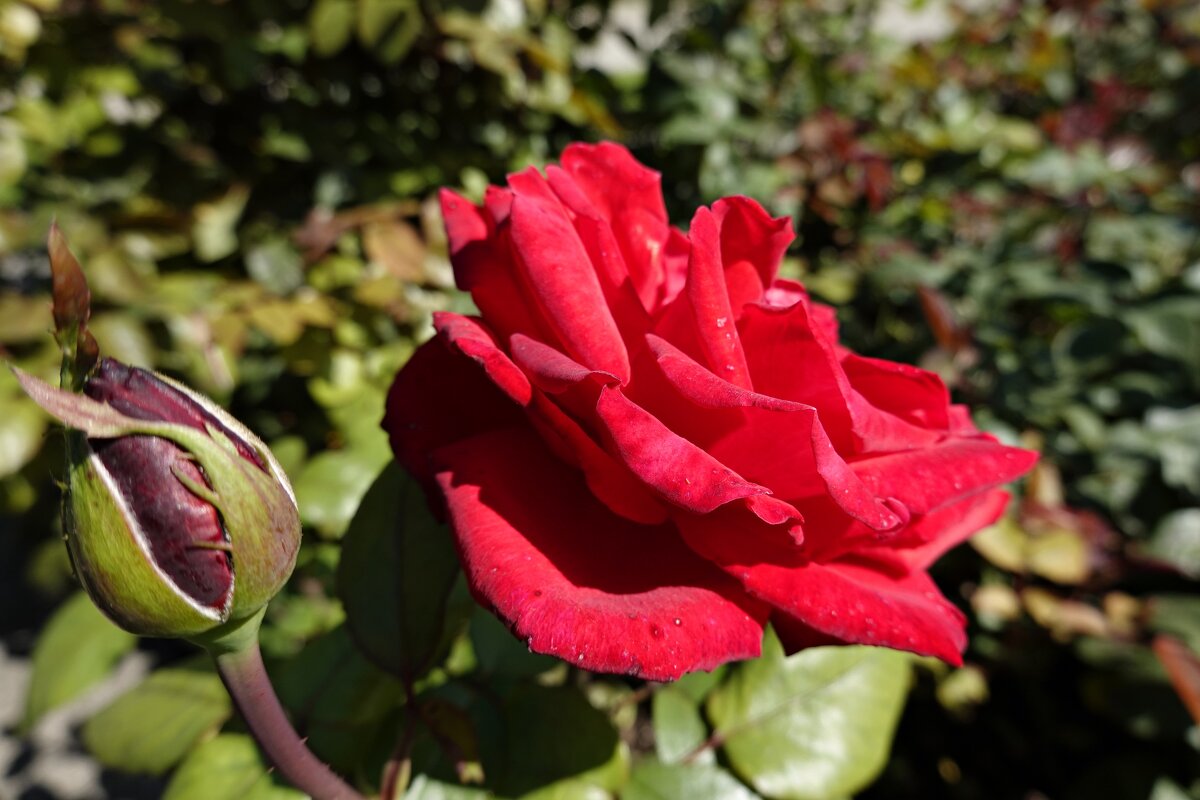 Роза красная,ты прекрасная! ... - Галина 