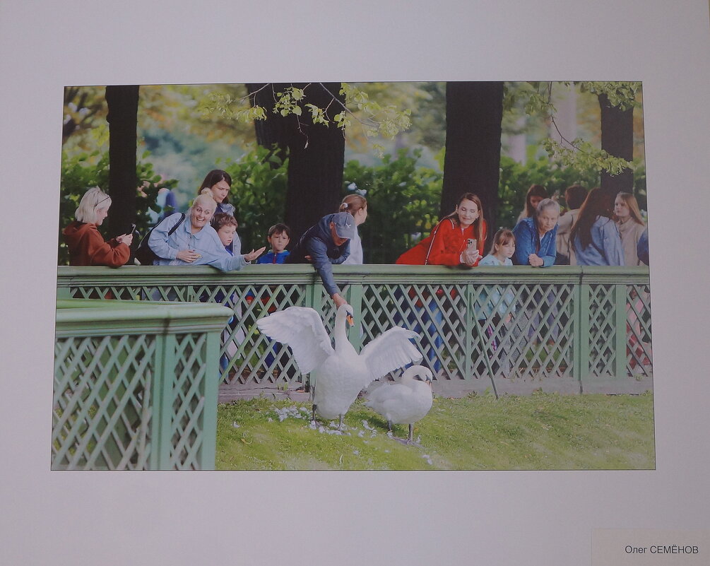 фотовыставка "Обитатели Летнего сада" - zavitok * фотовыставка "Обитатели Летнего сада" - zavitok *