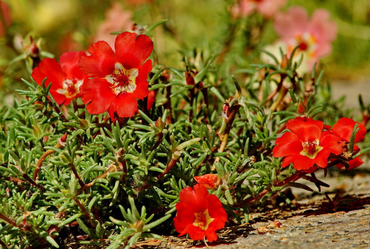 О красоте природы...2 - Николай Саржанов