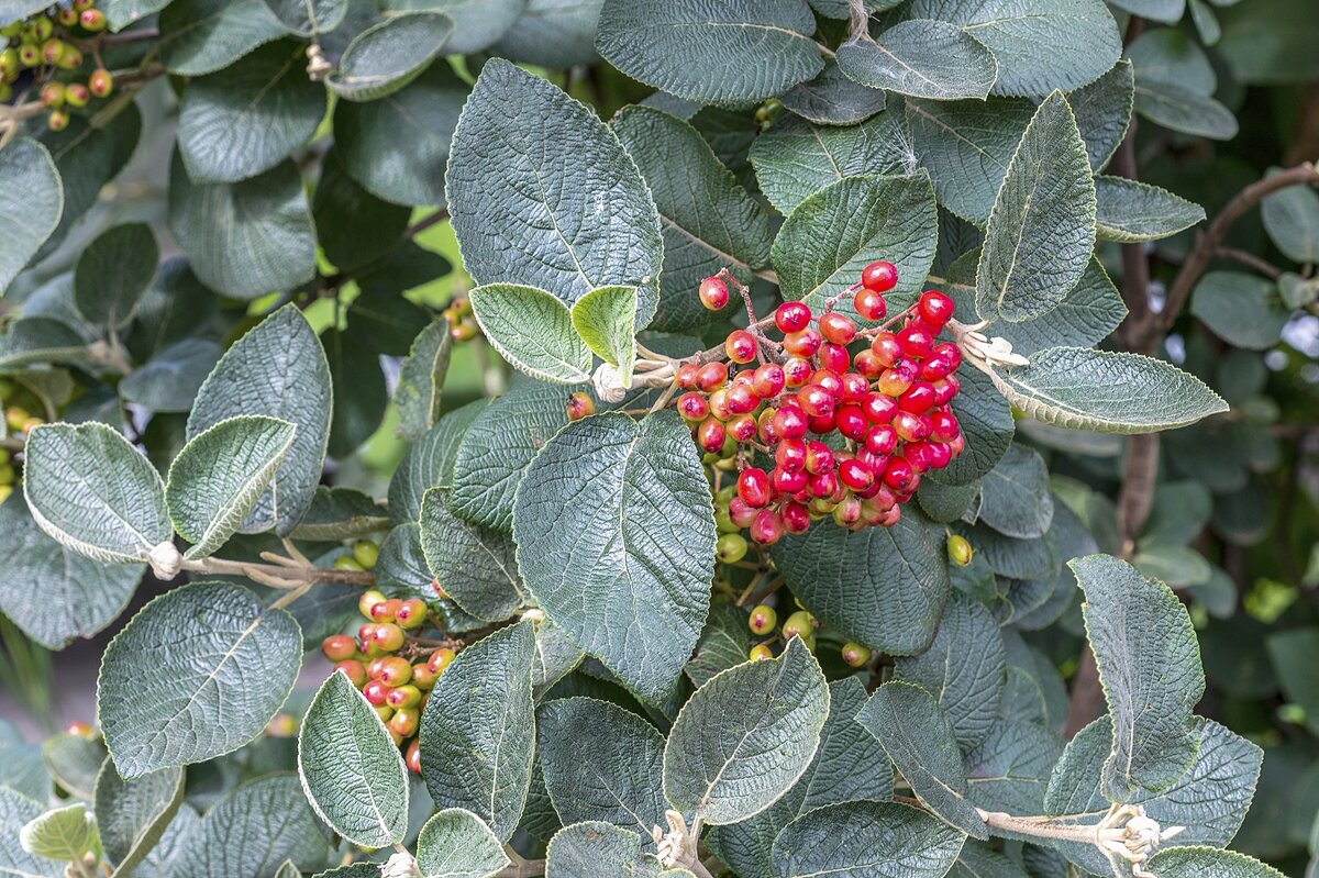 Калина гордовина - Валерий Иванович