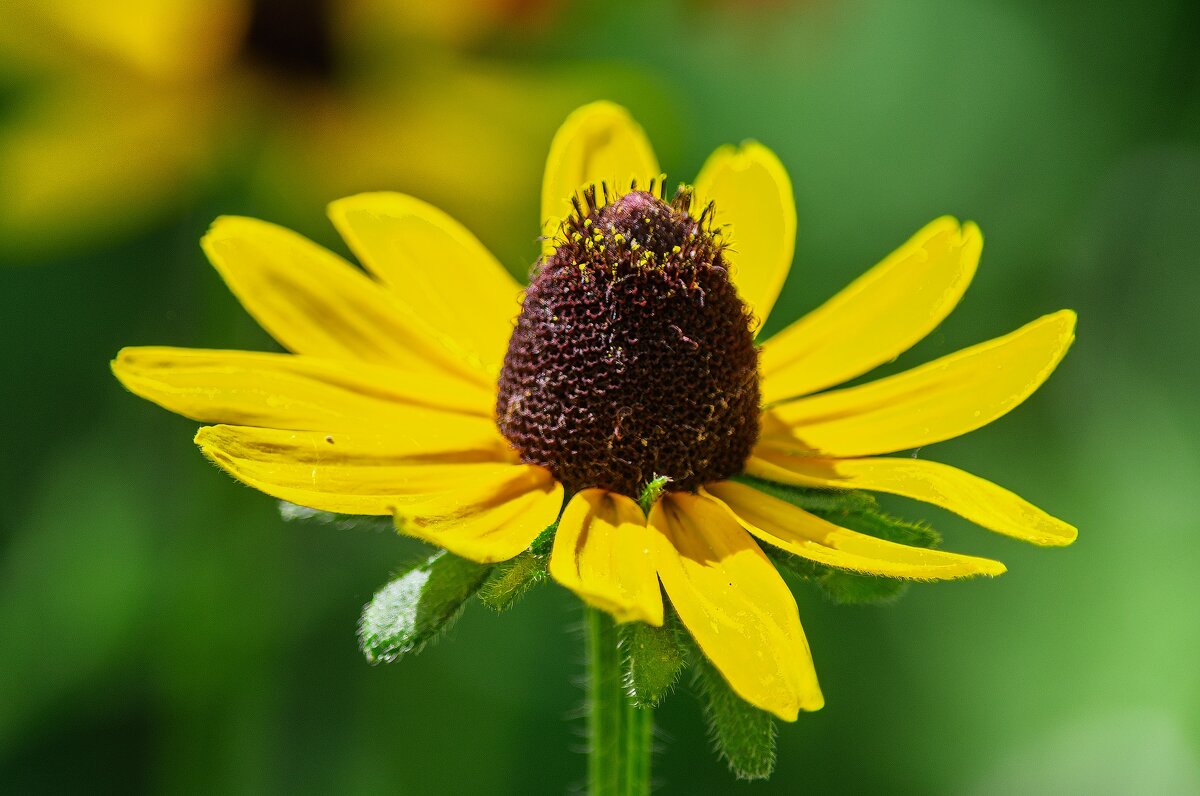 *** - Виктор Иванович Чернюк *** - Виктор Иванович Чернюк