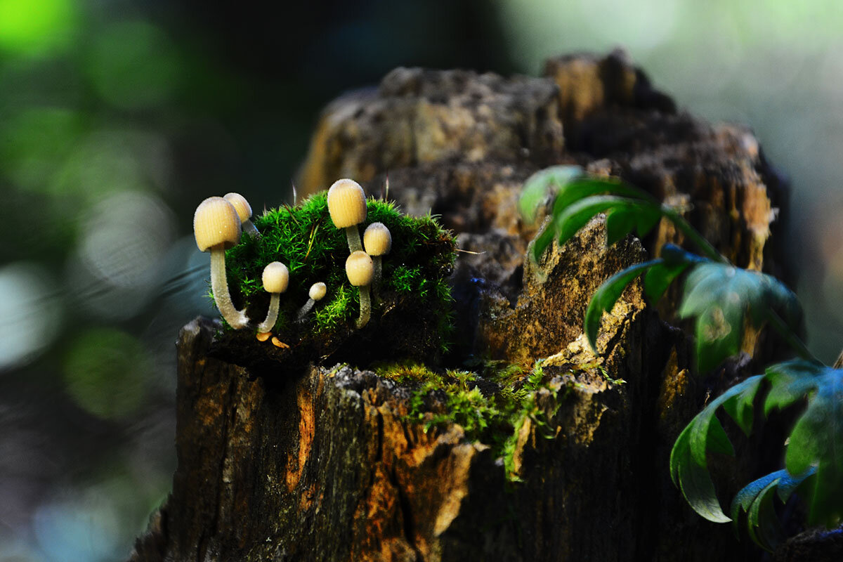 Мини  грибы - Геннадий Супрун