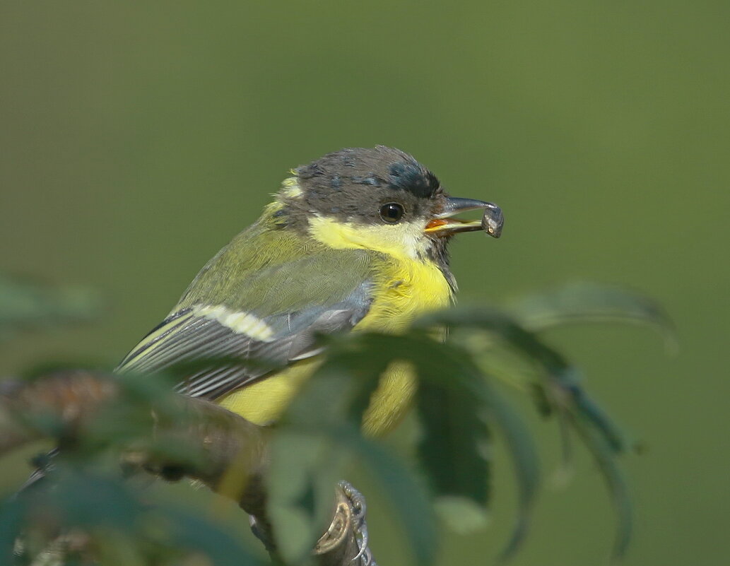 ...первые успехи малыша... - Andrey Bragin 