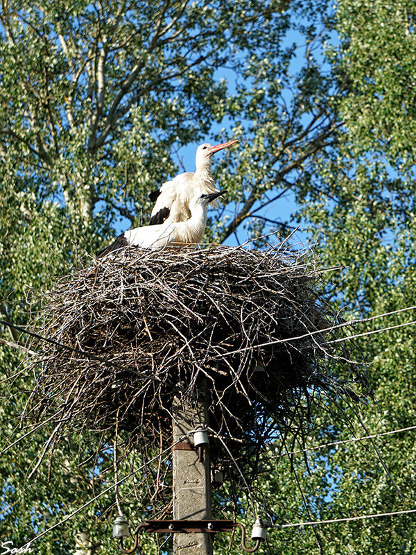 Аист и аистёнок - Alex Sash