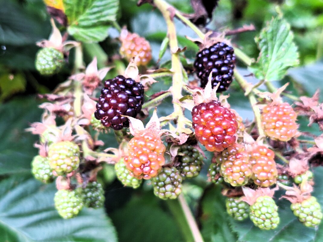 ежевика - Наталья 