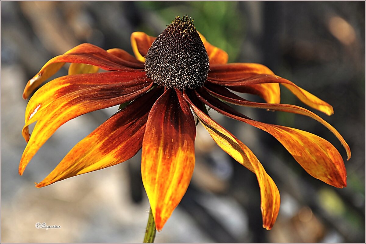 Августовским вечером - Aquarius - Сергей Августовским вечером - Aquarius - Сергей