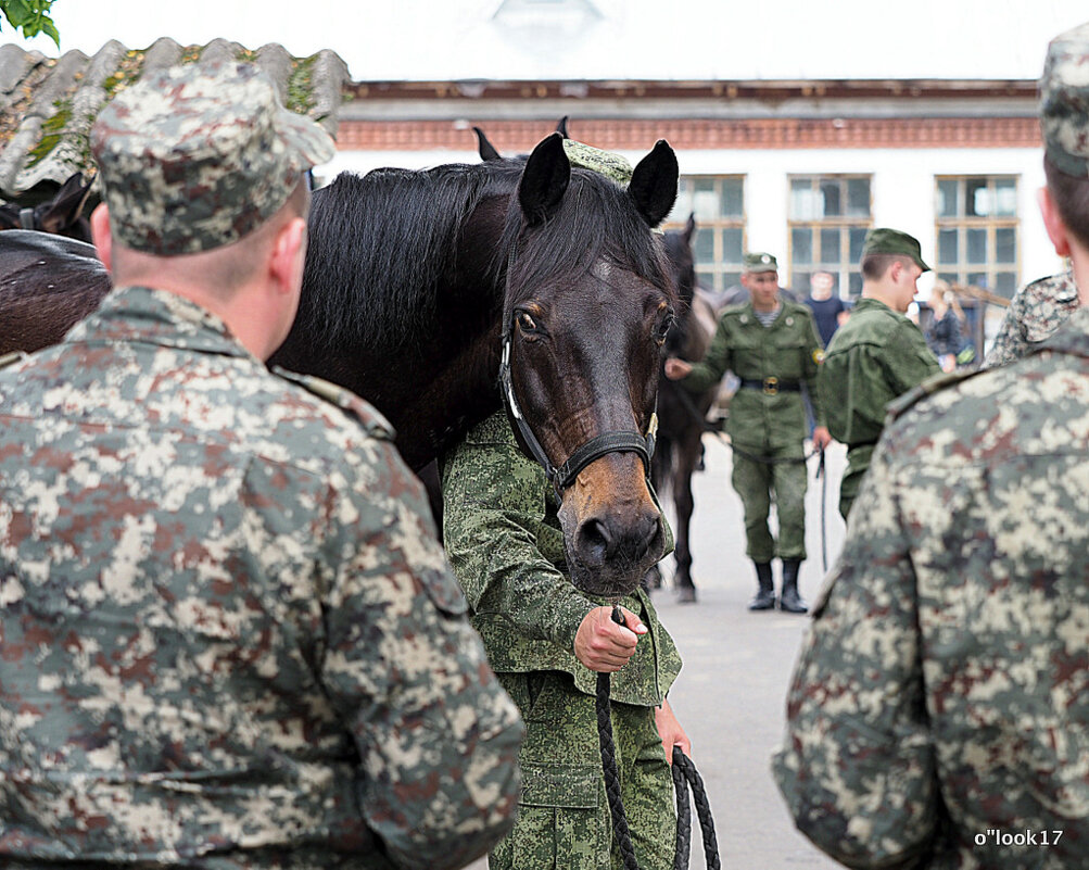 взгляд коня - Олег Лукьянов