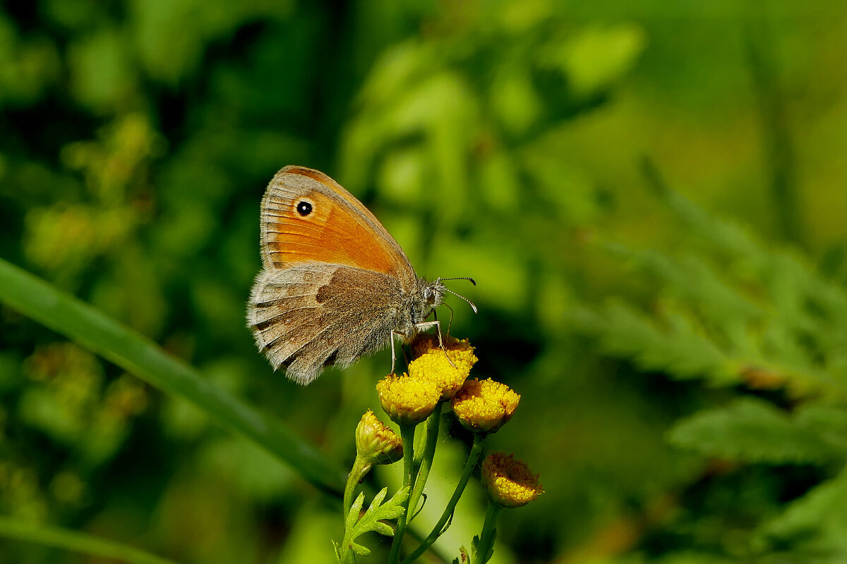 бабочки августа 2 - Александр Прокудин бабочки августа 2 - Александр Прокудин
