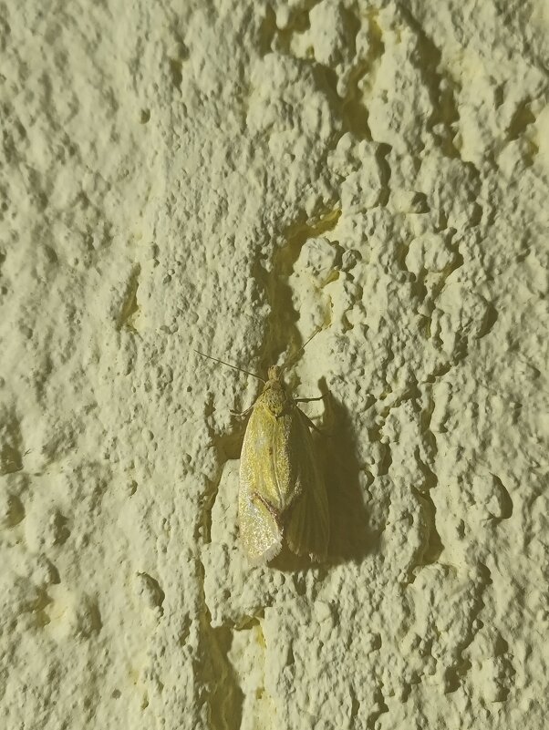 ,идеальная консперация - Марина Гранкова